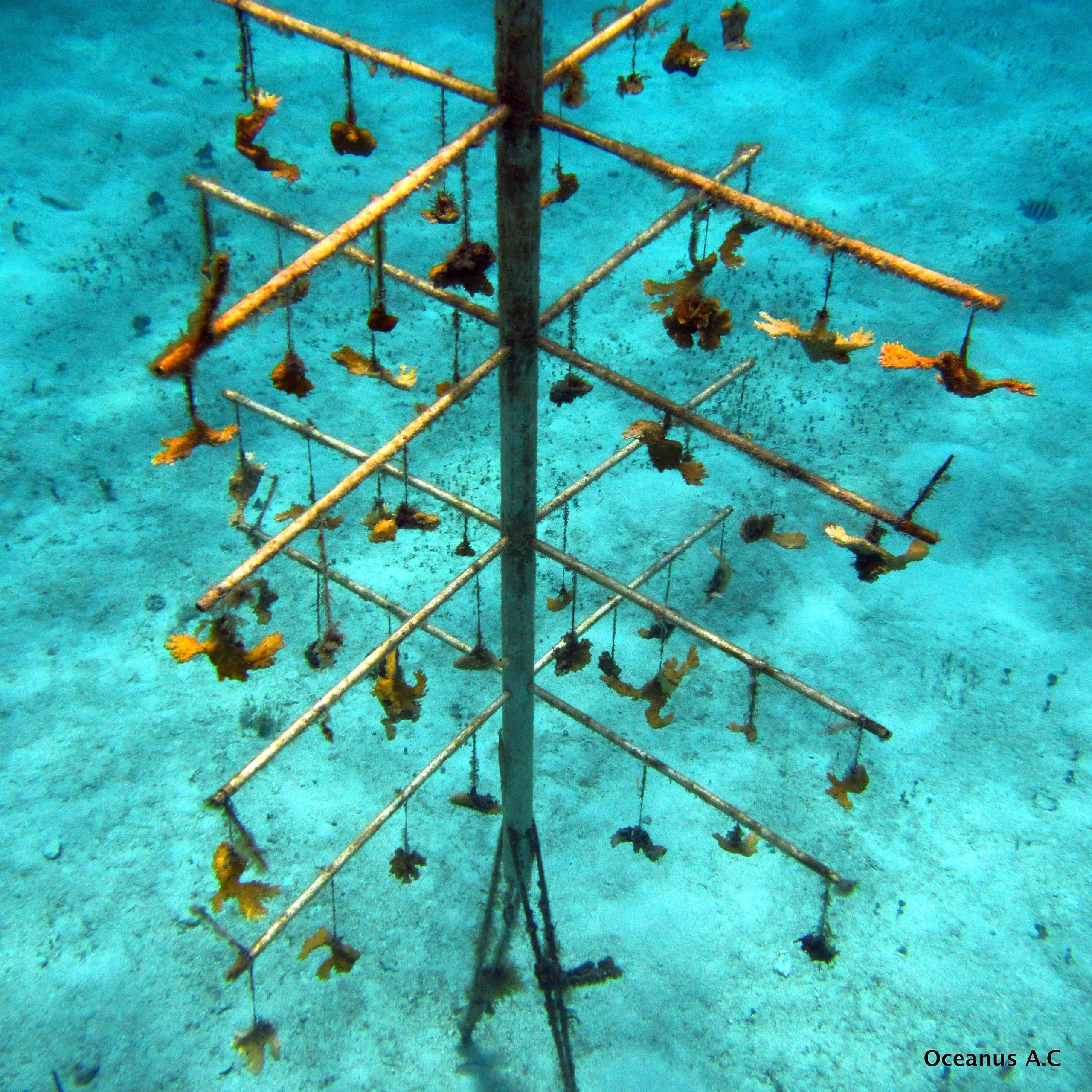 Fragmentos en crecimiento — Vivero submarino