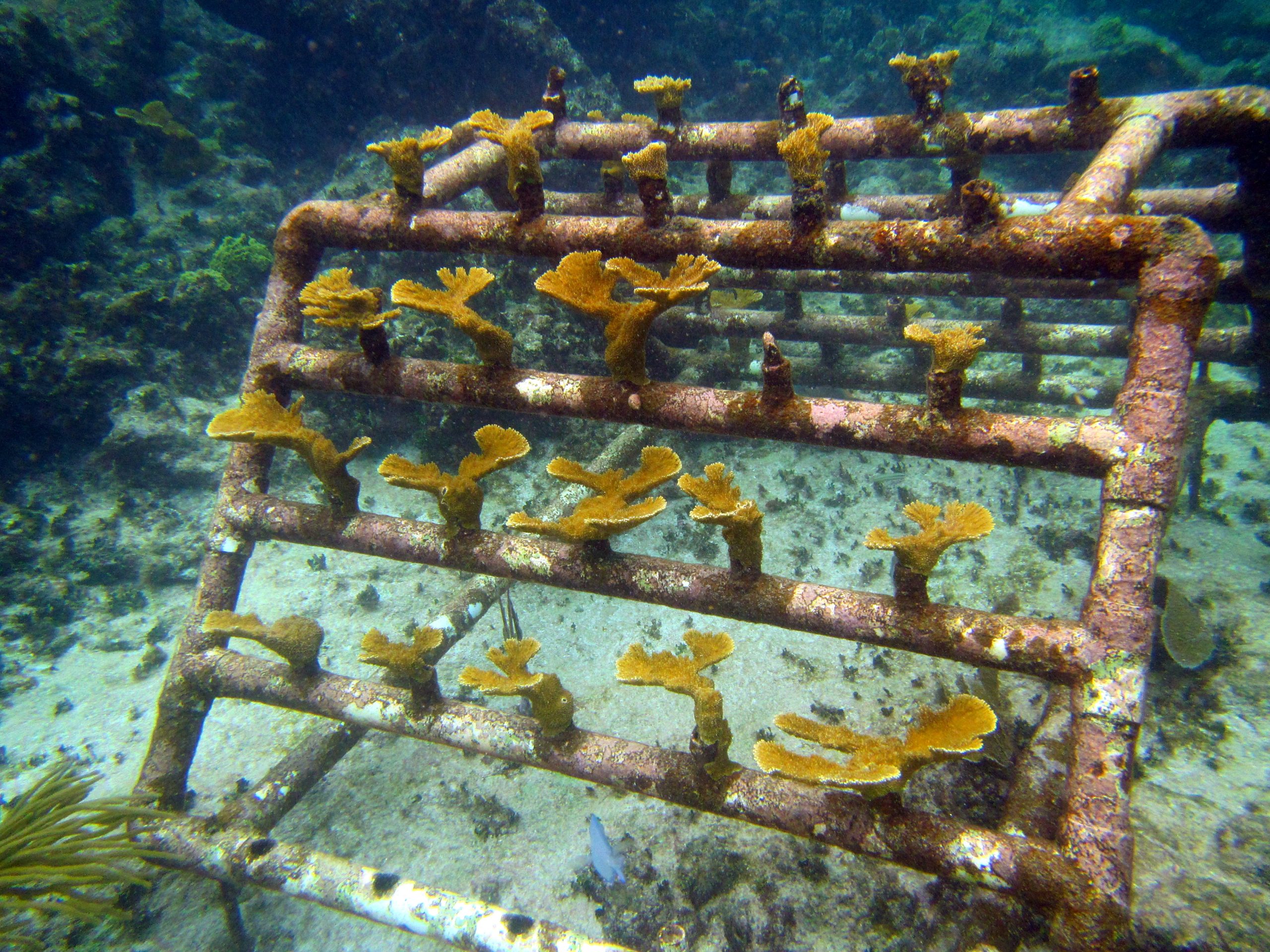 Árbol de coral en vivero — Caribe