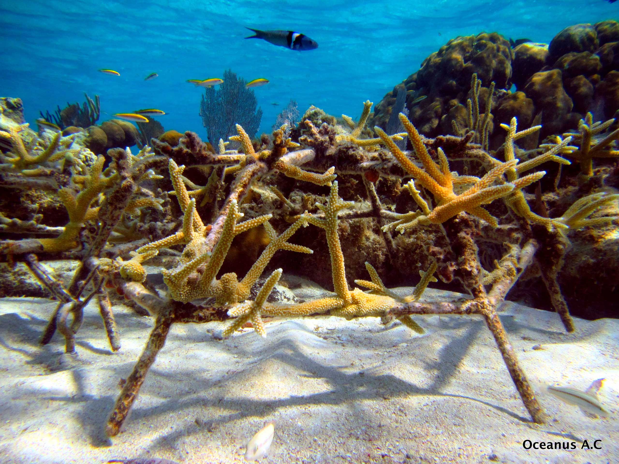 Acropora cervicornis en fondo — Caribe