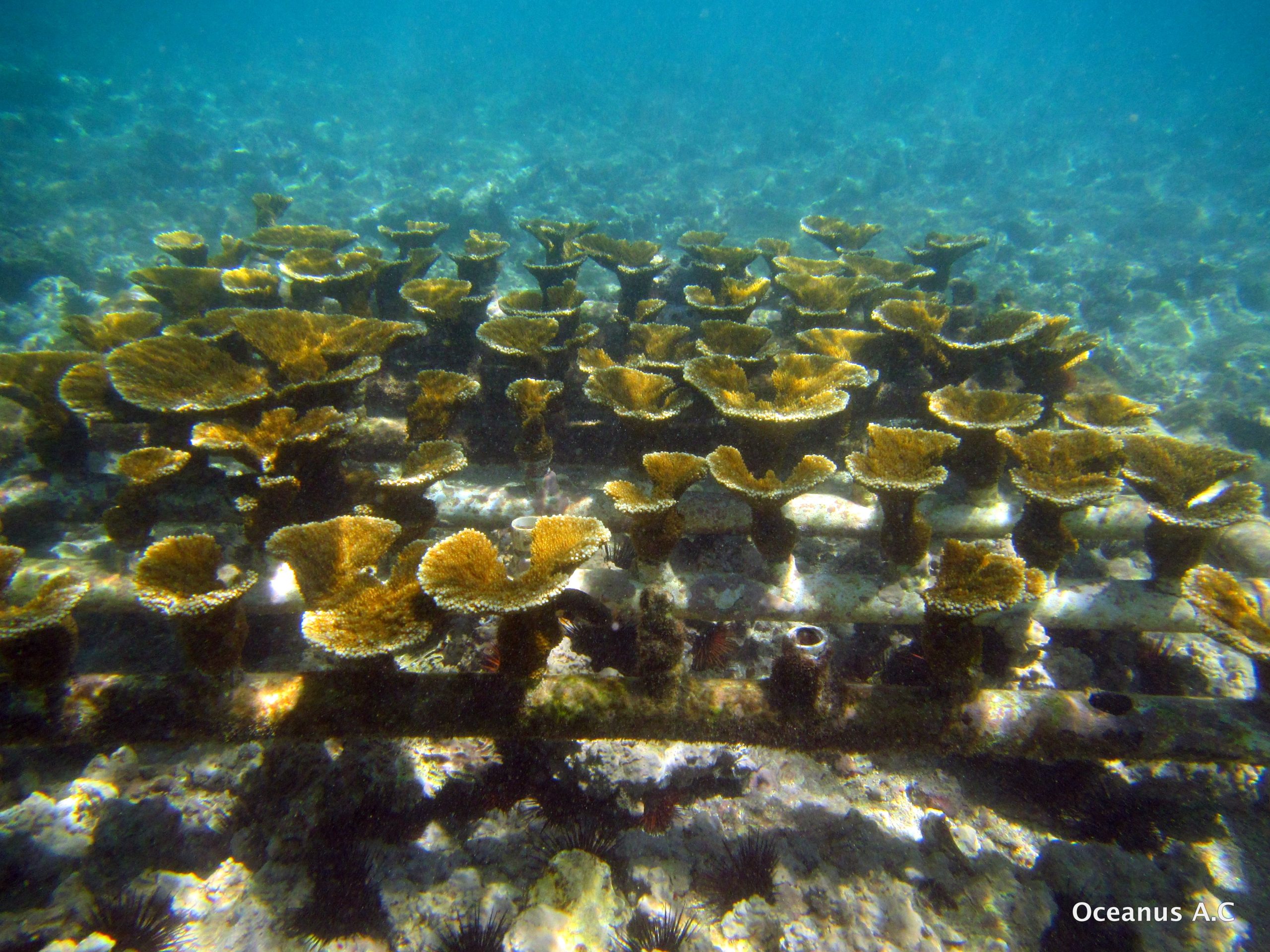 Vivero submarino — Caribe Mexicano
