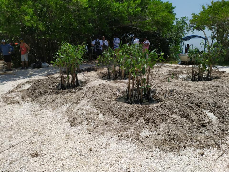 Restauración de manglar en el litoral del Caribe Mexicano