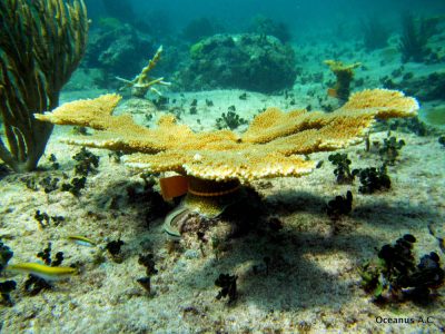 Mayakoba-22