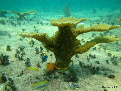 Mayakoba-27