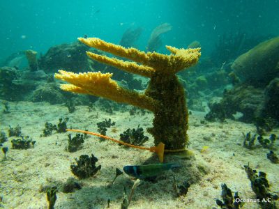 Mayakoba-28